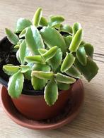 12 mother of thousands plantjes voor maar 1 euro (vetplant), Huis en Inrichting, Kamerplanten, Ophalen of Verzenden, Volle zon