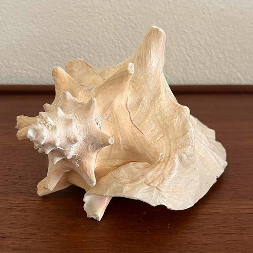 Grote Koninginneschelp, Verzamelen, Mineralen en Fossielen, Schelp(en), Ophalen of Verzenden