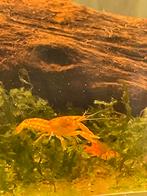 CPO dwergkreeft Cambarellus patzcuarensis, Vis