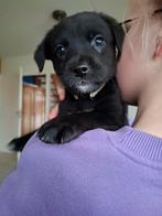 Lieve sociale boulab pups mogen bijna het nestje verlaten, 8 tot 15 weken, Labrador retriever, Meerdere, Meerdere dieren