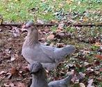 Prachtige gezonde Araucana hennen. Groenleggers kip, Dieren en Toebehoren, Pluimvee, Vrouwelijk, Kip