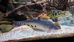 Chitala mesvis 45 cm te koop of ruil, Dieren en Toebehoren, Vissen | Aquariumvissen, Vis