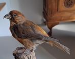 Opgezette Kruisbek Vogel ( taxidermie), Ophalen