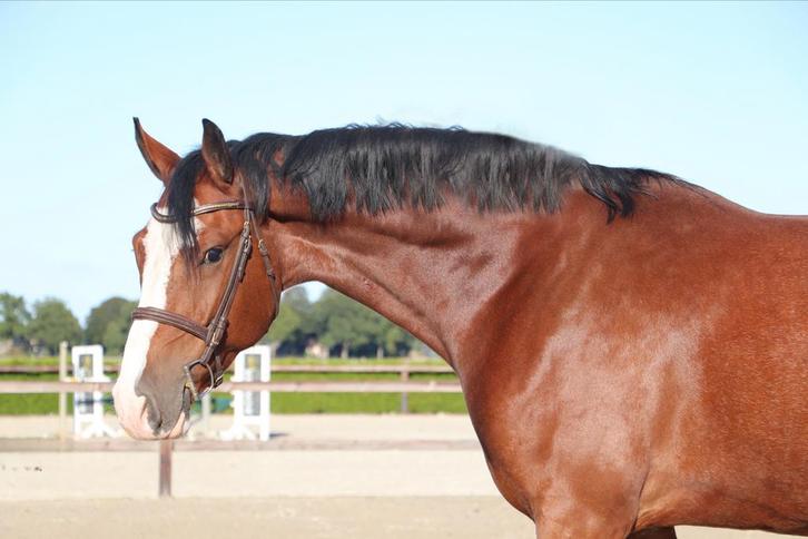 VERKOCHT Extreem mooie 4 jarige springgefokte ruin, Dieren en Toebehoren, Paarden, Ruin, B, 165 tot 170 cm, 3 tot 6 jaar, Springpaard