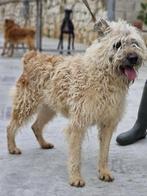 ACE: Holmes, wie wil hem nu een warm mandje bezorgen?, Dieren en Toebehoren, 6 jaar of ouder, Particulier, Rabiës (hondsdolheid)