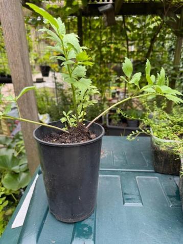 maggiplant in hoge pot beschikbaar voor biedingen
