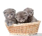 Kitten GEZOCHT (10-12 weken oud) LEES VERDER!, Meerdere dieren, Ontwormd, 0 tot 2 jaar