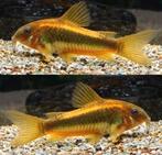 Jonge corydoras €6.95 per stuk & alle 10 €64.50, Vis, Zoetwatervis, Schoolvis