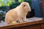 Prachtige raszuivere minilops te koop, Meerdere dieren, Dwerg, Hangoor, 0 tot 2 jaar