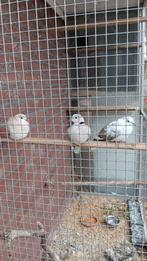 Tortelduiven, Dieren en Toebehoren, Vogels | Overige Vogels
