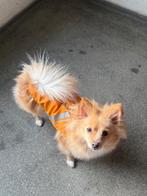 Pomchi, Dieren en Toebehoren, Honden | Poolhonden, Keeshonden en Oertypen, Keeshond, 1 tot 2 jaar, Teef, Eén hond