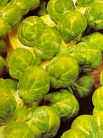 Zaden Groninger Spruiten, Ophalen of Verzenden, Voorjaar, Volle zon, Zaad