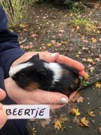 Jong cavia beertje, ongeveer 4 weken. GRATIS. Lees tekst!, Dieren en Toebehoren, Knaagdieren, September, Mannelijk, Cavia