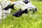 Black Molly vissen, Dieren en Toebehoren, Vissen | Aquariumvissen