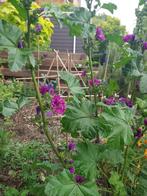 BIO bloemen en groentenzaden, Ophalen of Verzenden, Voorjaar, Volle zon, Zaad