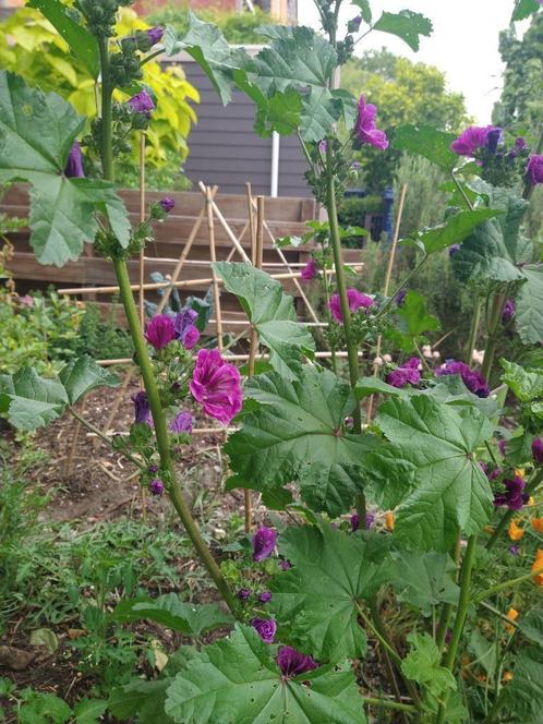 BIO bloemen en groentenzaden, Tuin en Terras, Bloembollen en Zaden, Zaad, Voorjaar, Volle zon, Ophalen of Verzenden