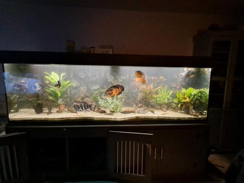 ZEER GROOT AQUARIUM TE KOOP., Dieren en Toebehoren, Vissen | Aquaria en Toebehoren, Leeg aquarium, Ophalen