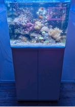 Mooie zee Aquarium  inc vissen en toebehoren, Gevuld zeewateraquarium, Gebruikt, Ophalen