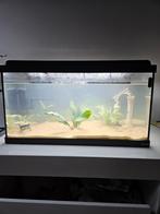 aqarium met filter, Dieren en Toebehoren, Vissen | Aquaria en Toebehoren, Ophalen, Gebruikt, Leeg aquarium