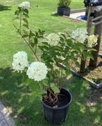 Pluimhortensia Hydrangea paniculata 'Limelight', hortensia, Volle zon, Vaste plant, Zomer, Ophalen