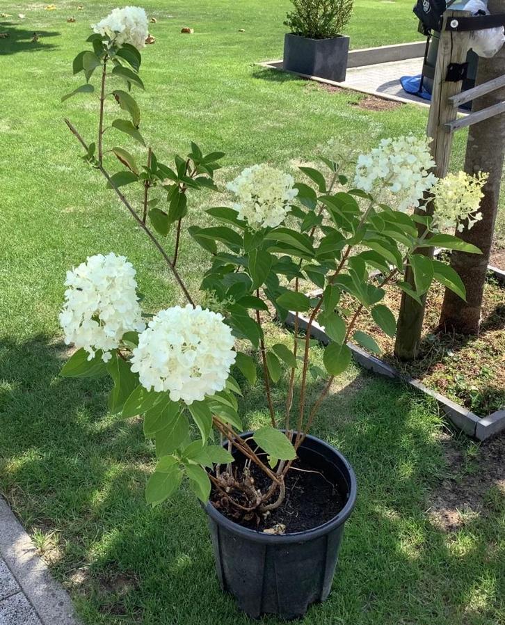 Pluimhortensia Hydrangea paniculata 'Limelight', hortensia, Tuin en Terras, Planten | Tuinplanten, Vaste plant, Overige soorten