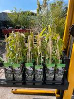 Nieuw binnen wintergroene clematis Armandii veel gevraagd, Ophalen, Vaste plant, Halfschaduw, Klimplanten