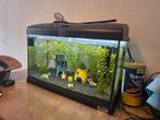 Aquarium 50 cm, Dieren en Toebehoren, Vissen | Aquaria en Toebehoren, Ophalen of Verzenden, Gebruikt, Gevuld zoetwateraquarium