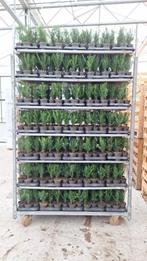 plantgoed boomkwekerij taxus prunus, Ophalen, Taxus, Haag, Minder dan 100 cm