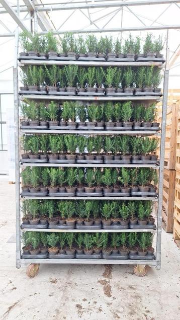 plantgoed boomkwekerij taxus prunus beschikbaar voor biedingen