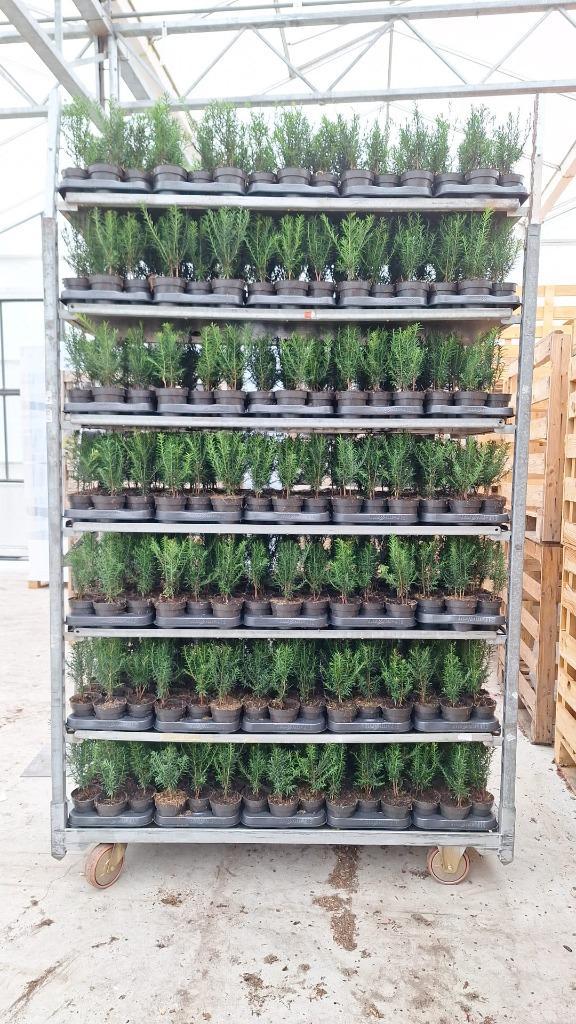 plantgoed boomkwekerij taxus prunus, Tuin en Terras, Planten | Struiken en Hagen, Haag, Taxus, Minder dan 100 cm, Ophalen