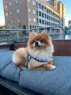 Pomeranian dekreu (niet te koop), Particulier, Rabiës (hondsdolheid), Reu, Buitenland