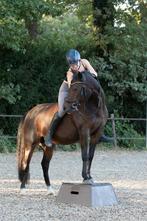 Duitse rijpony merrie 1.41m 12 jaar, Dieren en Toebehoren, Merrie, B, Gechipt, 11 jaar of ouder