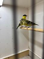 Koppel yarrel sijs, Dieren en Toebehoren, Meerdere dieren, Geringd