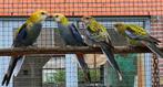 2-0 Bleekkop rosella, Dieren en Toebehoren, Vogels | Parkieten en Papegaaien, Mannelijk, Parkiet, Geringd