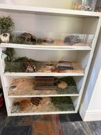 Cavia flat, Ophalen, Kooi, Gebruikt, 90 cm of meer