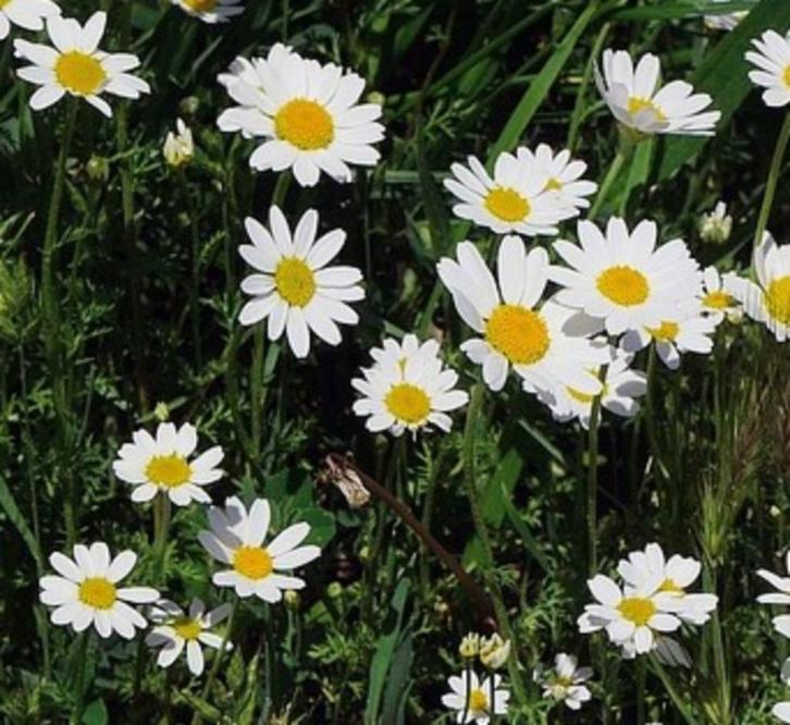 Grootbloemige margriet zaden, Tuin en Terras, Bloembollen en Zaden, Zaad, Voorjaar, Volle zon, Ophalen of Verzenden