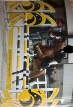 Lieve Allround 8 jarige Welsh  sport C-pony te koop, Dieren en Toebehoren, Pony's, Gechipt, Ruin, 7 tot 10 jaar, L