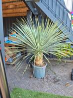 Yucca ROSTRATA, winterhard, Ophalen, Zomer, Overige soorten, Volle zon
