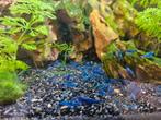 Blue Velvet/Blauwe Neocaridina Garnaaltjes, verzenden kan!, Kreeft, Krab of Garnaal, Zoetwatervis
