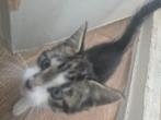 Kitten te koop, Dieren en Toebehoren, Poes, Ontwormd, 0 tot 2 jaar