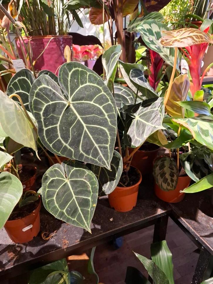Anthurium Clarinervium, Huis en Inrichting, Kamerplanten, Overige soorten, Minder dan 100 cm, Groene kamerplant, Halfschaduw, In pot