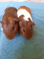 Mooie cavia's vrouwtje,mannetje Tam, Cavia, Juni, Meerdere dieren, Tam
