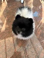 Prachtige bearface pomeriaan/dwergkees teefje, Dieren en Toebehoren, Keeshond, CDV (hondenziekte), 8 tot 15 weken, Teef