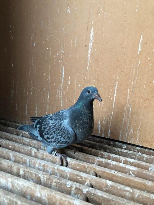 Postduif jonge duif Cor de Heijde, Dieren en Toebehoren, Vogels | Duiven, Postduif