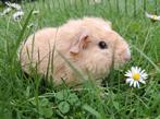 Lief Rex cavia zeugje, Dieren en Toebehoren, Knaagdieren, Juli, Vrouwelijk, Cavia