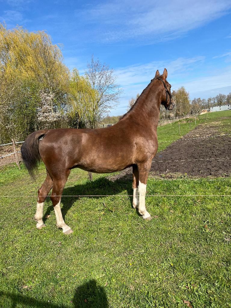 Tuigpaard, Dieren en Toebehoren, Paarden, Merrie, 3 tot 6 jaar, Met stamboom, B