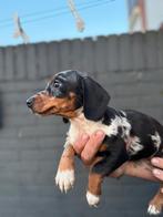 teckel teefje, 8 tot 15 weken, Korthaar, Teef, Dwerg