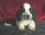 Friese Stabij  Cocker Spaniel puppy’s, Parvo, Nederland, 8 tot 15 weken, Meerdere