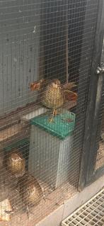 Fazanten, Dieren en Toebehoren, Meerdere dieren, Kip