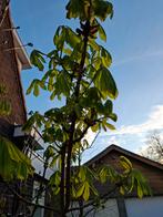 Kastanje boom volwassen, Tuin en Terras, Overige soorten, 100 tot 250 cm, Ophalen, Volle zon